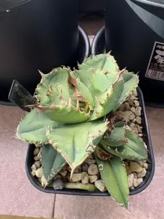 2026年最新】アガベ皇冠 クラウンの人気アイテム - メルカリ