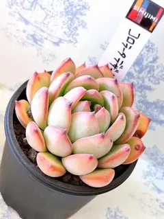 2026年最新】simijimiさん苗の人気アイテム - メルカリ