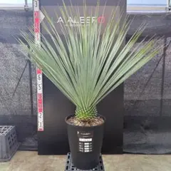 2026年最新】ユッカ リギダの人気アイテム - メルカリ