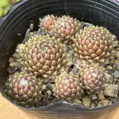 2026年最新】センペルビウムの人気アイテム - メルカリ