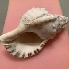 2026年最新】沖縄の法螺貝 ほら貝の人気アイテム - メルカリ