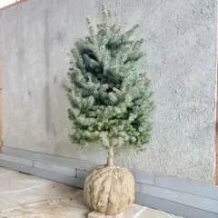 2026年最新】プンゲンス スーパーブルーの人気アイテム - メルカリ