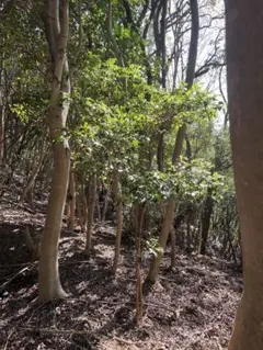 2026年最新】ビシャコの人気アイテム - メルカリ