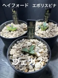 2026年最新】エボリスピナ 斑入りの人気アイテム - メルカリ