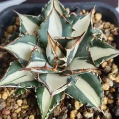 2026年最新】アガベ sad 錦の人気アイテム - メルカリ