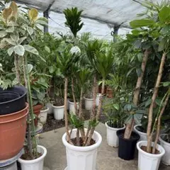 2026年最新】Dracaenaの人気アイテム - メルカリ