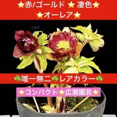 2026年最新】広瀬園芸 クリスマスローズの人気アイテム - メルカリ