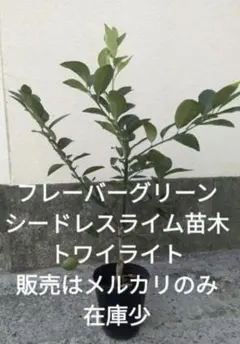 2026年最新】フレーバーグリーン 苗木の人気アイテム - メルカリ
