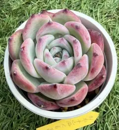 2026年最新】中里リンゼアナ 札の人気アイテム - メルカリ