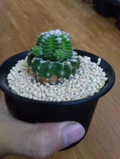 2026年最新】アズテキウム 紅籠の人気アイテム - メルカリ