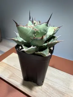 2026年最新】アガベイラン株の人気アイテム - メルカリ