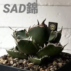 2026年最新】アガベ sad 錦の人気アイテム - メルカリ