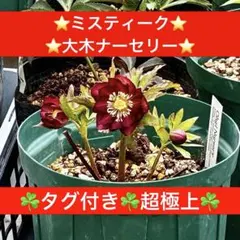 2026年最新】大木 クリスマスローズの人気アイテム - メルカリ