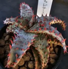 2026年最新】ロウルサンコ ラベルの人気アイテム - メルカリ