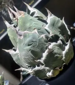 2026年最新】オアハカ オテロイの人気アイテム - メルカリ