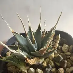 2026年最新】エボリスピナ陽炎の人気アイテム - メルカリ