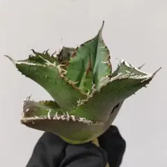 2026年最新】アガベ裏棘の人気アイテム - メルカリ