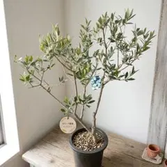 2026年最新】SOUJU オリーブセント・キャサリンの人気アイテム - メルカリ