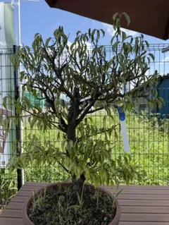 2026年最新】甲州野梅の人気アイテム - メルカリ