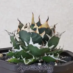 2026年最新】lize産 アガベの人気アイテム - メルカリ