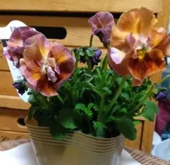 2026年最新】プティフール ビオラの人気アイテム - メルカリ