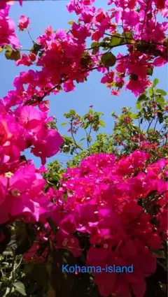 2026年最新】ブーゲンビリア苗の人気アイテム - メルカリ