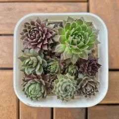 2026年最新】センペルビウムの人気アイテム - メルカリ