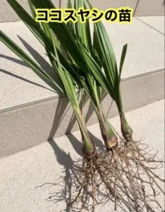 2026年最新】ココスヤシ シルバーリーフの人気アイテム - メルカリ