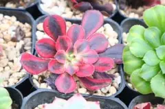 2026年最新】アエオニウム シャネルの人気アイテム - メルカリ