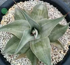 2026年最新】アガベ パラサナ ハイブリッドの人気アイテム - メルカリ