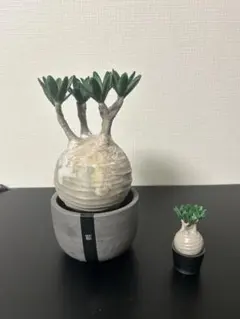 2026年最新】カタチ製作所鉢の人気アイテム - メルカリ