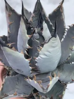 2026年最新】アガベ ハイブリッド ネバデンシス×bbの人気アイテム