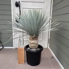 2026年最新】マルデヌベスの人気アイテム - メルカリ