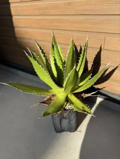 2026年最新】アガベ ホリダ 黄中斑の人気アイテム - メルカリ