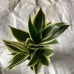 2026年最新】サンスベリア 希少の人気アイテム - メルカリ