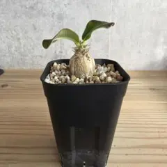 2026年最新】ウィンゾリーの人気アイテム - メルカリ