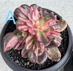 2026年最新】ブラックプリンス錦の人気アイテム - メルカリ