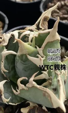 2026年最新】WTC アガベの人気アイテム - メルカリ