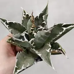 2026年最新】悪魔 アガベの人気アイテム - メルカリ