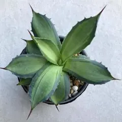 2026年最新】吉祥天錦の人気アイテム - メルカリ