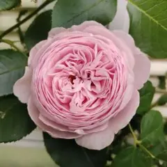 2026年最新】ジェフハミルトン バラの人気アイテム - メルカリ