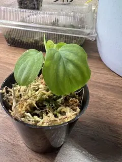 2026年最新】ホマロメナ Homalomenaの人気アイテム - メルカリ