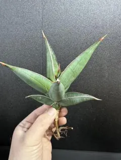 2026年最新】サンスベリア ピングイキュラの人気アイテム - メルカリ