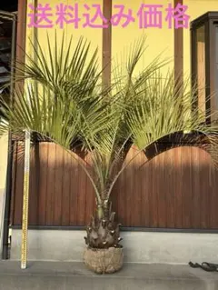 2026年最新】ココスヤシの木の人気アイテム - メルカリ