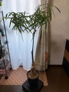 2026年最新】ブラキキトン ボトルツリーの人気アイテム - メルカリ