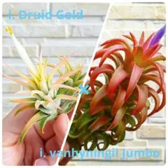 2026年最新】チランジア バンハイニンギーの人気アイテム - メルカリ