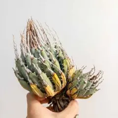 2026年最新】エボリスピナ 現地の人気アイテム - メルカリ