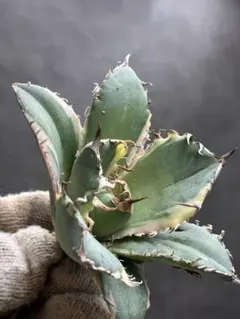 2026年最新】白鯨錦の人気アイテム - メルカリ