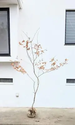 2026年最新】ヤマコウバシの人気アイテム - メルカリ