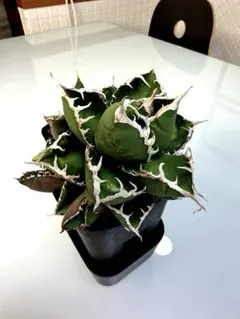 2026年最新】Cj アガベの人気アイテム - メルカリ